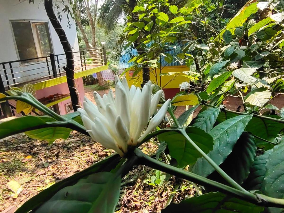 Green Land Estate Homestay 5 Rooms With Garden View Madikeri Exterior foto